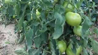 Growing Beefsteak Tomatoes Organically  South Carolina Gardening [upl. by Sabra]