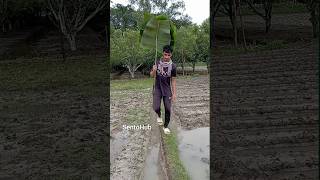 Banana leaf umbrella  skills outdoors survival bushcraft camping sbsurvival [upl. by Liuka]