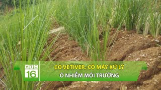 Cỏ Vetiver Cỗ máy xử lý ô nhiễm môi trường  VTC16 [upl. by Ahkos]