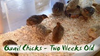 Coturnix Quail Chicks at Two Weeks Old  various colours [upl. by Blanka]