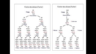 Biochimie structure et propriétés physicochimiques des glucides [upl. by Yhotmit]