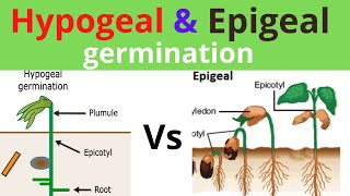 Epigeal and Hypogeal types of germination [upl. by Mellie]