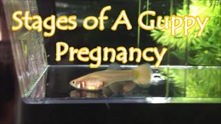 Stages of A Guppy Pregnancy [upl. by Eisso]