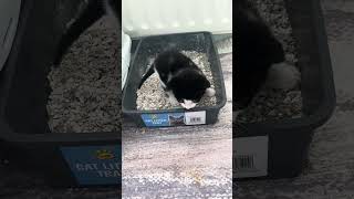 Kitty using litter tray for first time animal cat animalcat animalspecies catlover cute pets [upl. by Mariana]