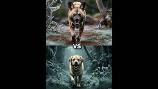 African wild dog vs labrador vs Rottweiler Husky German Shepherd Battle [upl. by Sawyor]