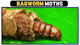 The Secret Life of Bagworm Moths Natures Hidden Architects [upl. by Zobkiw]