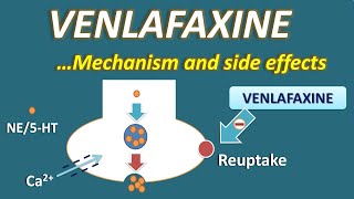 Venlafaxine  Mechanism and side effects [upl. by Ruthie]