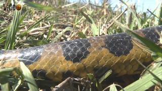 Anaconda  Eunectes Murinus HD [upl. by Leanne]