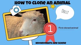 How to cloneHow Dolly the sheep was cloned [upl. by Kiran233]