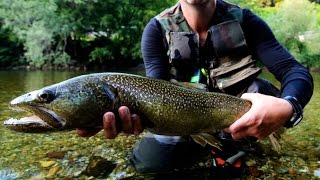 Marmorata Marble Trouts  Sight Fishing  Slovenia 2013 [upl. by Bayard]