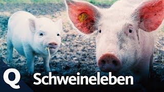 Das Leben als Schwein Ganze Folge  Quarks [upl. by Akinhoj490]