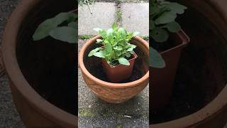 Goedkope hobby planten kweken  subscribe amp samen gaan we zaaien amp stekken [upl. by Edwyna]