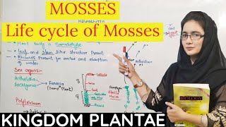 Life cycle of Mosses  Mosses class 11  Bryopsida  fsc biology  UrduHindi [upl. by Akeyla]