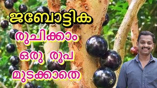 jaboticaba seed germination jaboticaba fruit jaboticaba taste jaboticaba seed germination kl06 [upl. by Aihsekan951]