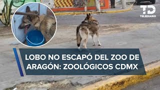 Lobo encontrado en calles de CdMx no escapó del Zoológico de Aragón aseguran autoridades [upl. by Worsham]