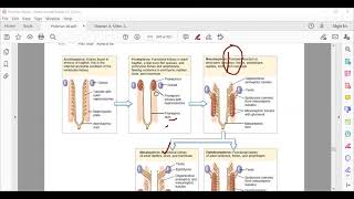 VERTEBRATE KIDNEY VARIATIONS [upl. by Adeuga]