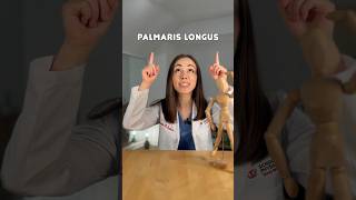 Know Your Anatomy Palmaris Longus 💪🏻 anatomy humananatomy muscle youtubeshorts humanbody [upl. by Ennayt]