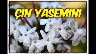 ÇİN YASEMİNİ BAKIMI Jasminum Polyanthum [upl. by Naji342]