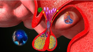 Pituitary Gland 3D Animation  Anatomy amp Functions of the Pituitary Gland  shorts [upl. by Sualk232]