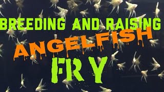 Breeding and Raising AngelFish Fry My tips and tricks [upl. by Doretta544]