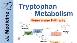 Tryptophan Metabolism Degradation and the Kynurenine Pathway [upl. by Eceertal818]