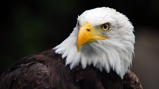 The public can help with eagle count in New Mexico [upl. by Trevah574]