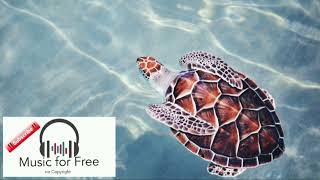 🐢Turtle Sound effect🐢Schildkröten Soundeffekt 🐢2022 kaplumbaga sesi [upl. by Gladdy]