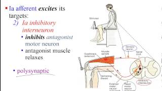 Neural Circuits [upl. by Jacintha]