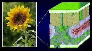 Anatomy of Dicot Leaf  Sunflower Leaf [upl. by Eima]