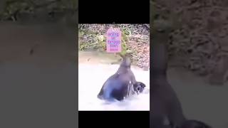 kanguru vs anjing 🐕 hewanshorts binatangliar hewanliar satwaliar duniahewan kanguru [upl. by Leinadnhoj]