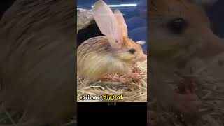 the enigmatic world of the pygmy jerboa adaptations and survival in the desert animals wildlife [upl. by Bidle859]