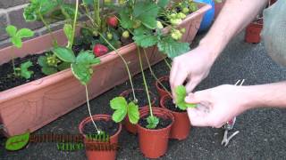 Planting Strawberry Runners Propagating Strawberries the easy way [upl. by Babbette837]