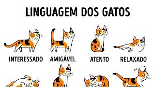 COMO ENTENDER MELHOR O SEU GATO [upl. by Tterrab]