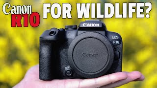 Canon R10 Field Test Using Sigma 150600C amp RF100400 [upl. by Ojybbob]