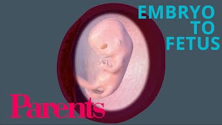 Embryo to Fetus Weeks 912 of Pregnancy  Parents [upl. by Jehiah]