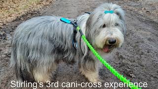 Canicross with Bearded Collie Stirling [upl. by Dicky]