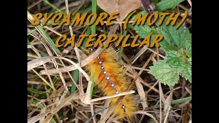 Sycamore caterpillar [upl. by Ecirtal]