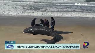 Filhote de BaleiaFranca é encontrado morto [upl. by Luas872]