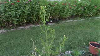 Cleome Viscosa properties and uses [upl. by Nivle]