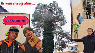 Komplett eingebautedicke Kiefer fällen❓ Wie soll das gehen❓ Bades Baumdienst 🎥🌲 [upl. by Hieronymus]