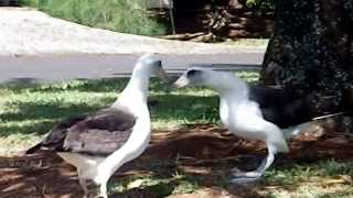 Laysan Albatross Courtship Dance 2 [upl. by Masterson389]