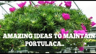 How to maintaingrow Portulaca GrandifloraTable RoseMoss RoseSun Rose [upl. by Dnomed]