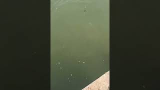 Cần thủ báo cá fishing câucá fish fishinglife cầnthủ cauca lure gofishing carpfishing [upl. by Suhail80]