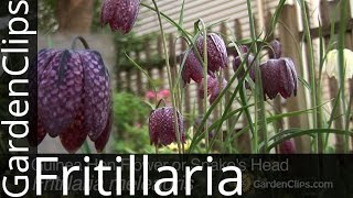 Guinea Hen Flower or Snakes Head  Fritillaria meleagris  How to grow Fritillaria [upl. by Atnohs]