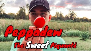 A Peppadew from MattsPeppers This is a Pepper for Everyone  Pepper Review [upl. by Anot]