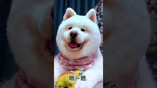 MustSee Adorable Dog Moments Guaranteed to Make You Smile doggodiaries cute dog funny [upl. by Airrej80]