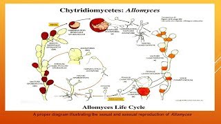 Chytridiomycetes [upl. by Timmie183]