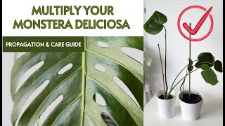 Monstera Deliciosa Propagation and Detailed Care Guide for Swiss Cheese Plant [upl. by Aliekat]