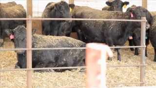 Calving Under Roof A Farmers Perspective [upl. by Branch]