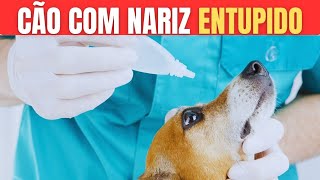 CÃO COM NARIZ ENTUPIDO 😱 o que fazer [upl. by Perot249]